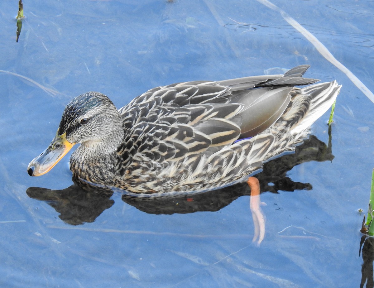 Mallard - ML316502501