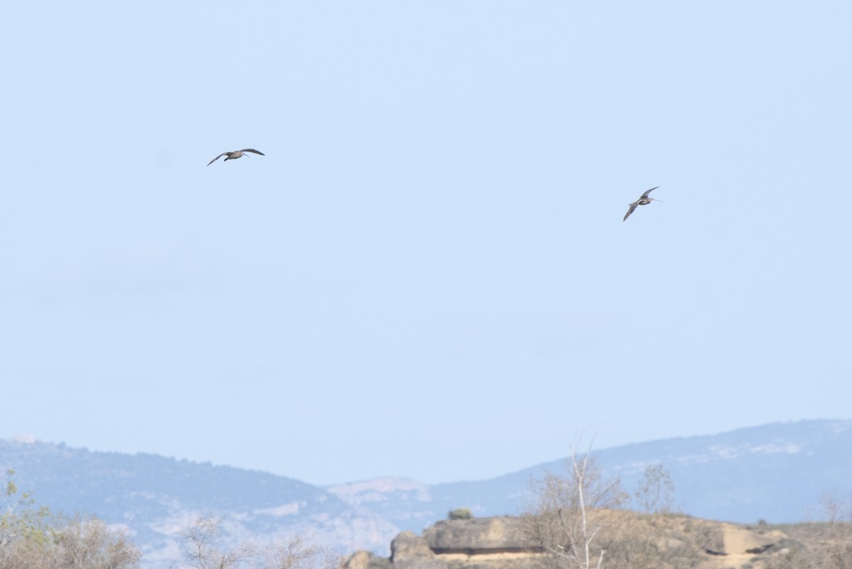 Eurasian Curlew - ML316503491