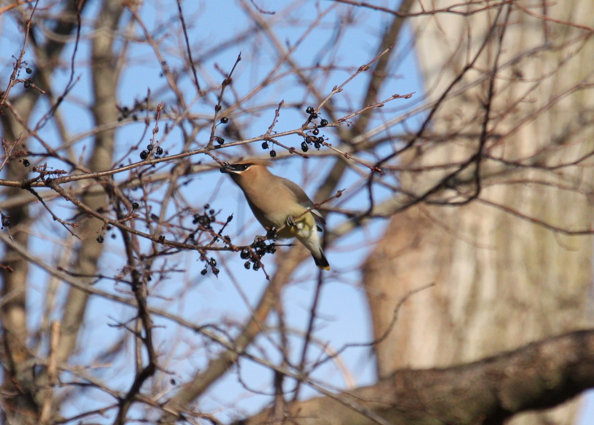 Cedar Waxwing - ML316504581