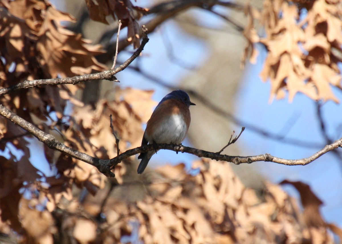 Eastern Bluebird - ML316504611