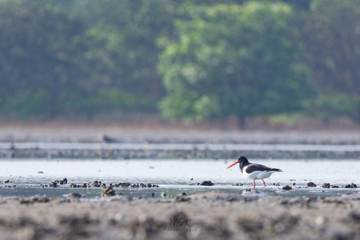 Eurasian Oystercatcher - ML316505151