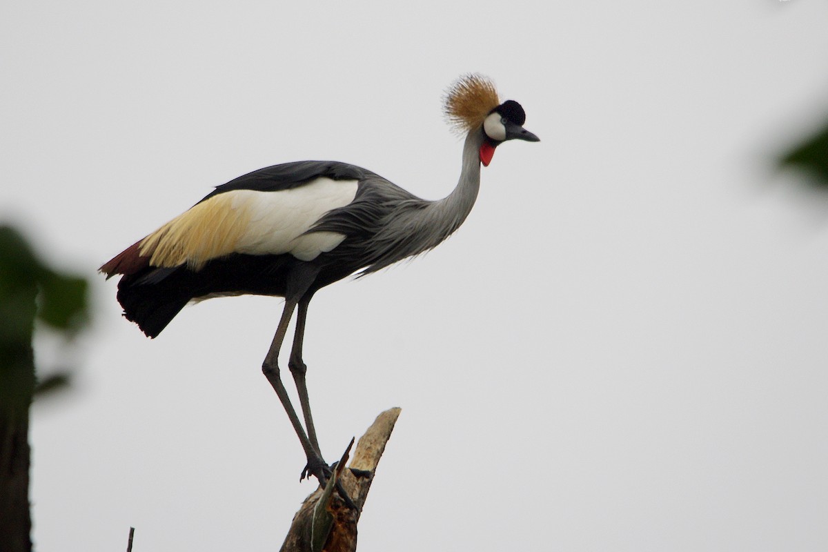 Gray Crowned-Crane - Chris Chafer
