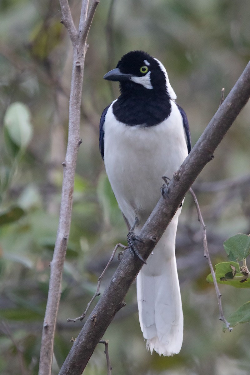 White-tailed Jay - ML316506391