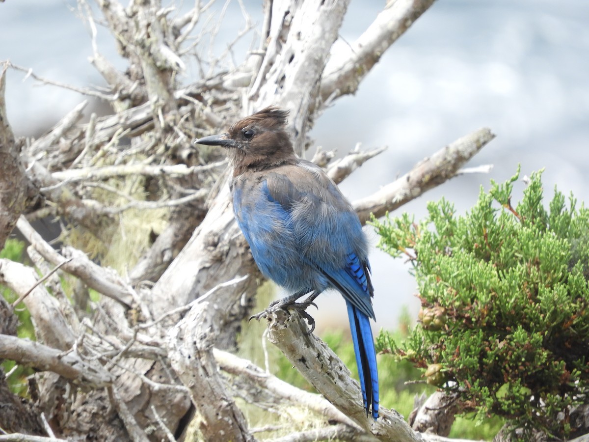 Steller's Jay - ML316506471