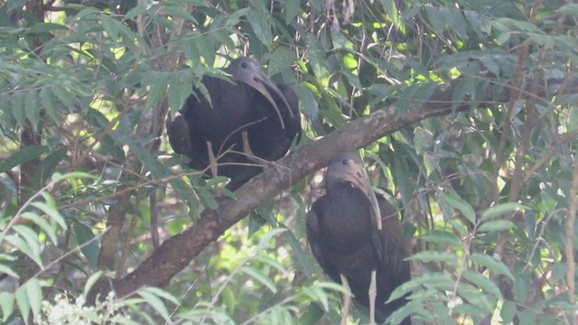 Green Ibis - ML316506491