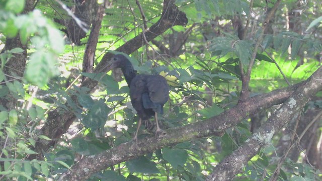 Green Ibis - ML316506531