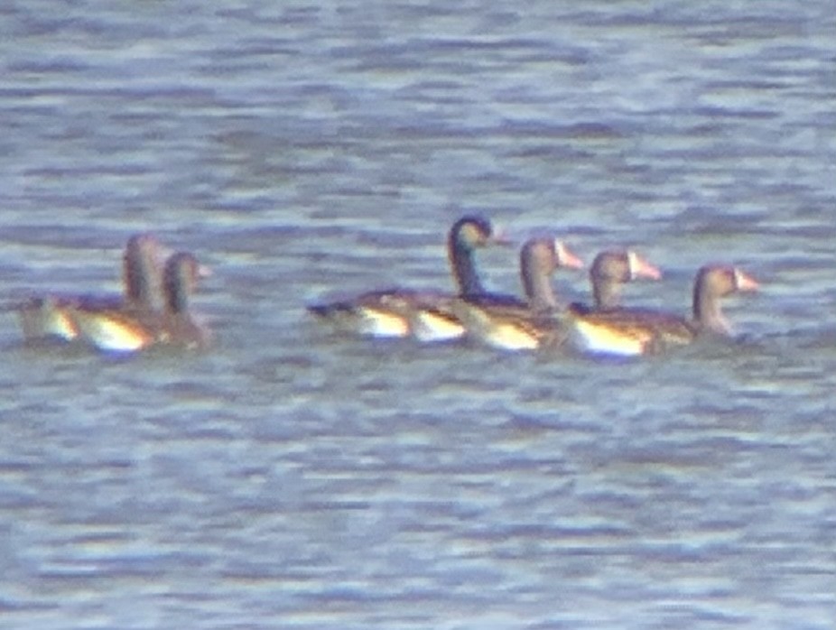 Greater White-fronted x Canada Goose (hybrid) - ML316507451