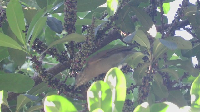 Pale-breasted Thrush - ML316508521