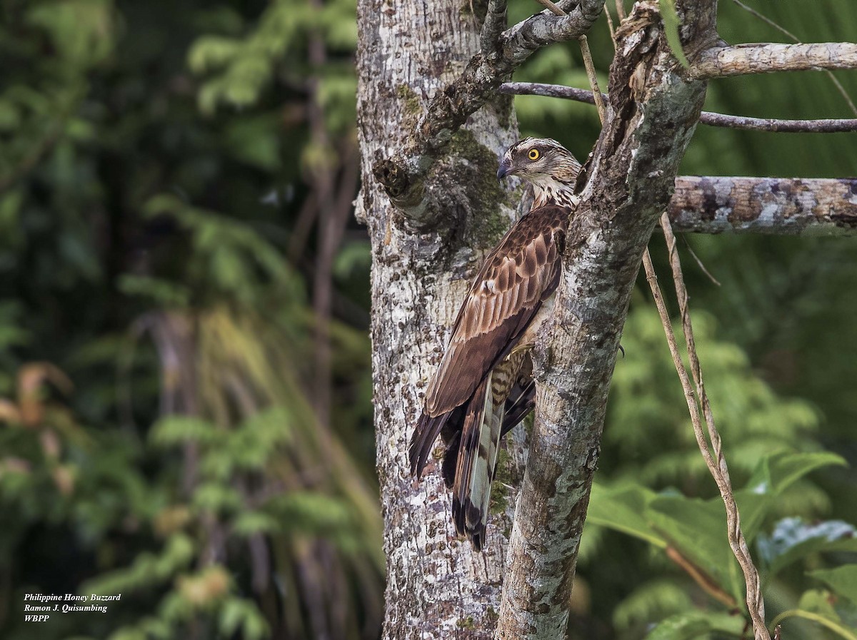 Philippine Honey-buzzard - Ramon Quisumbing