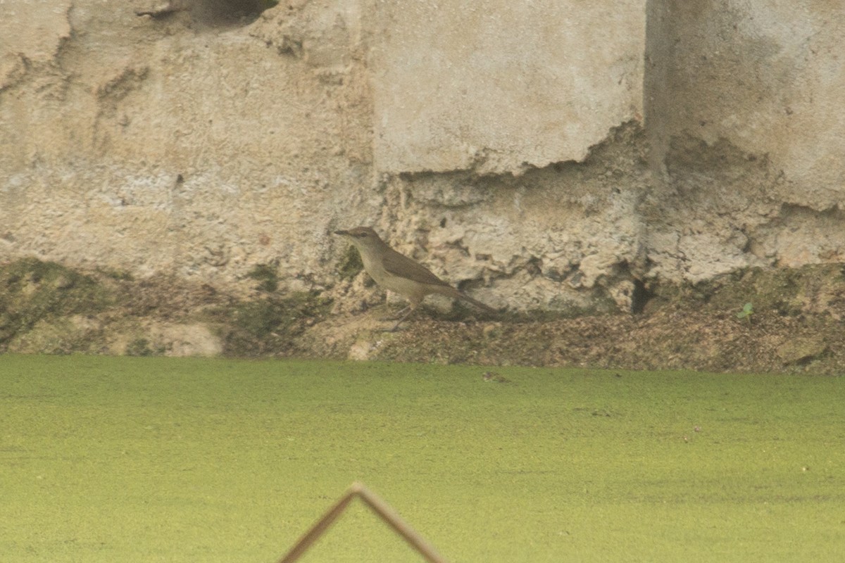 Great/Oriental/Clamorous Reed Warbler - ML316511311