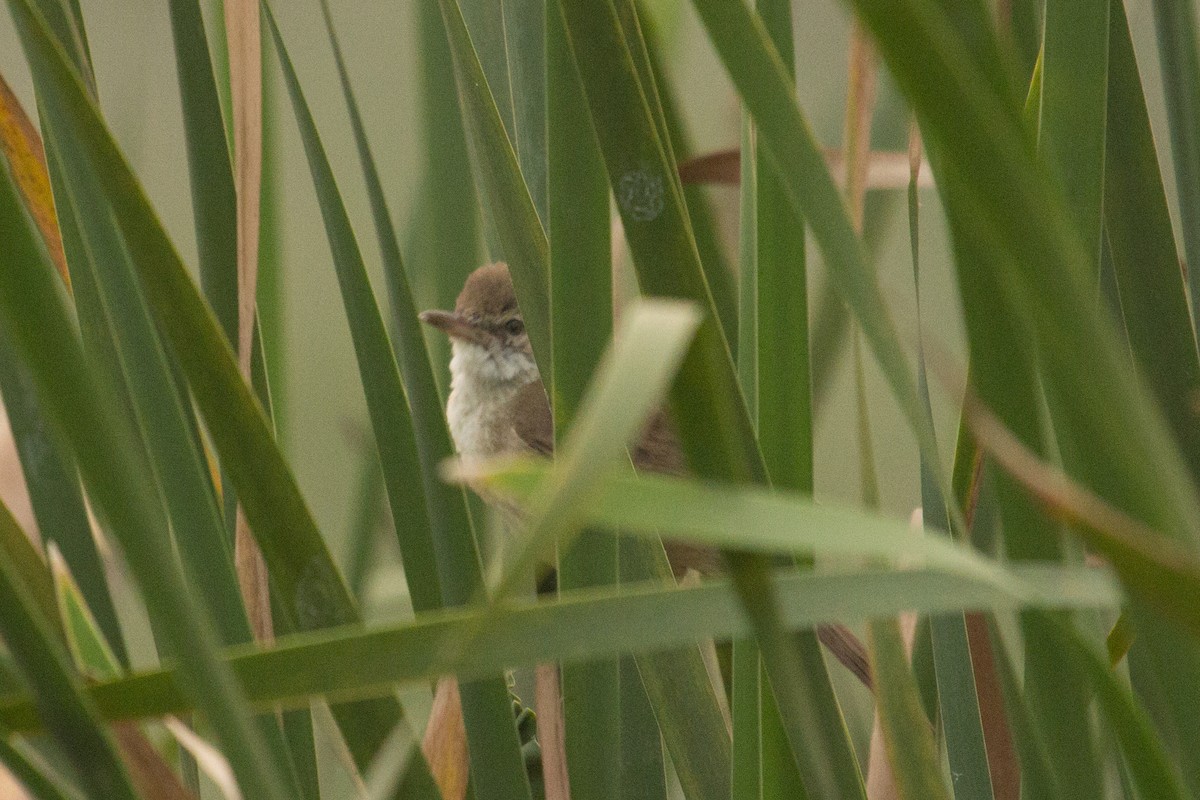 Great/Oriental/Clamorous Reed Warbler - ML316511321