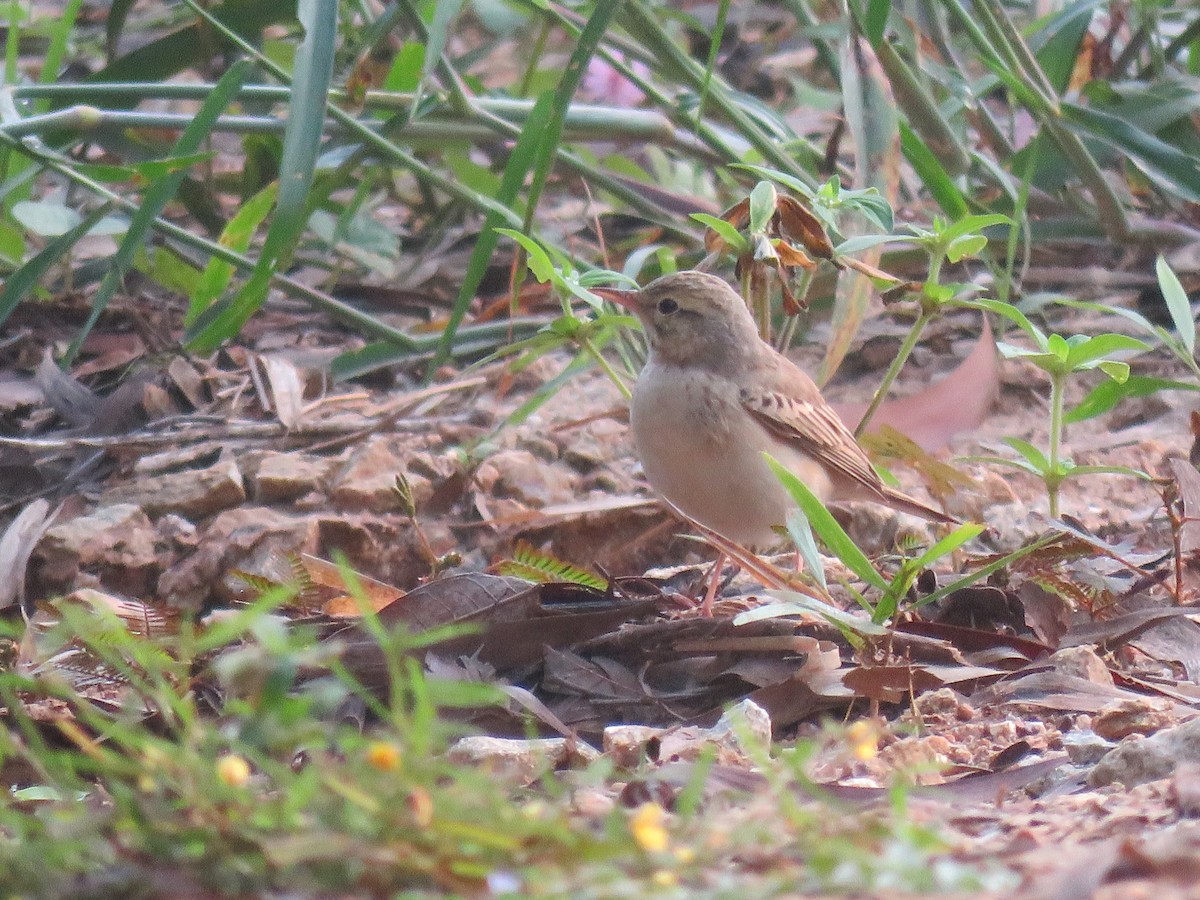 Tawny Pipit - ML316512141