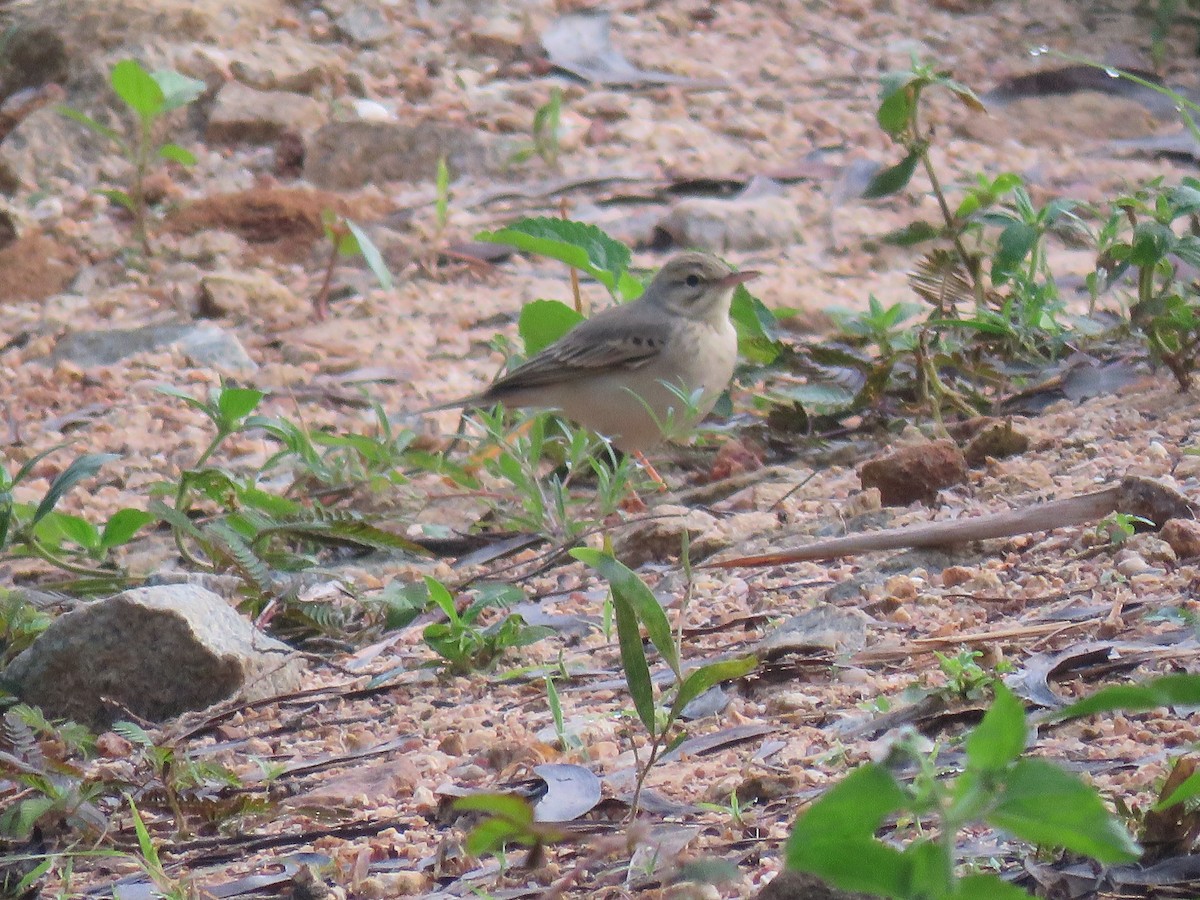 Tawny Pipit - ML316512151