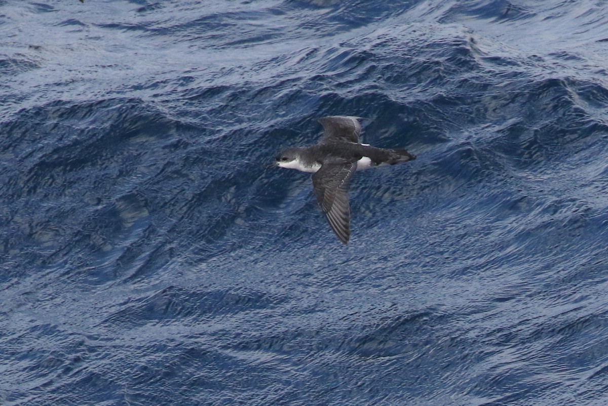 Subantarctic Shearwater - ML316513251