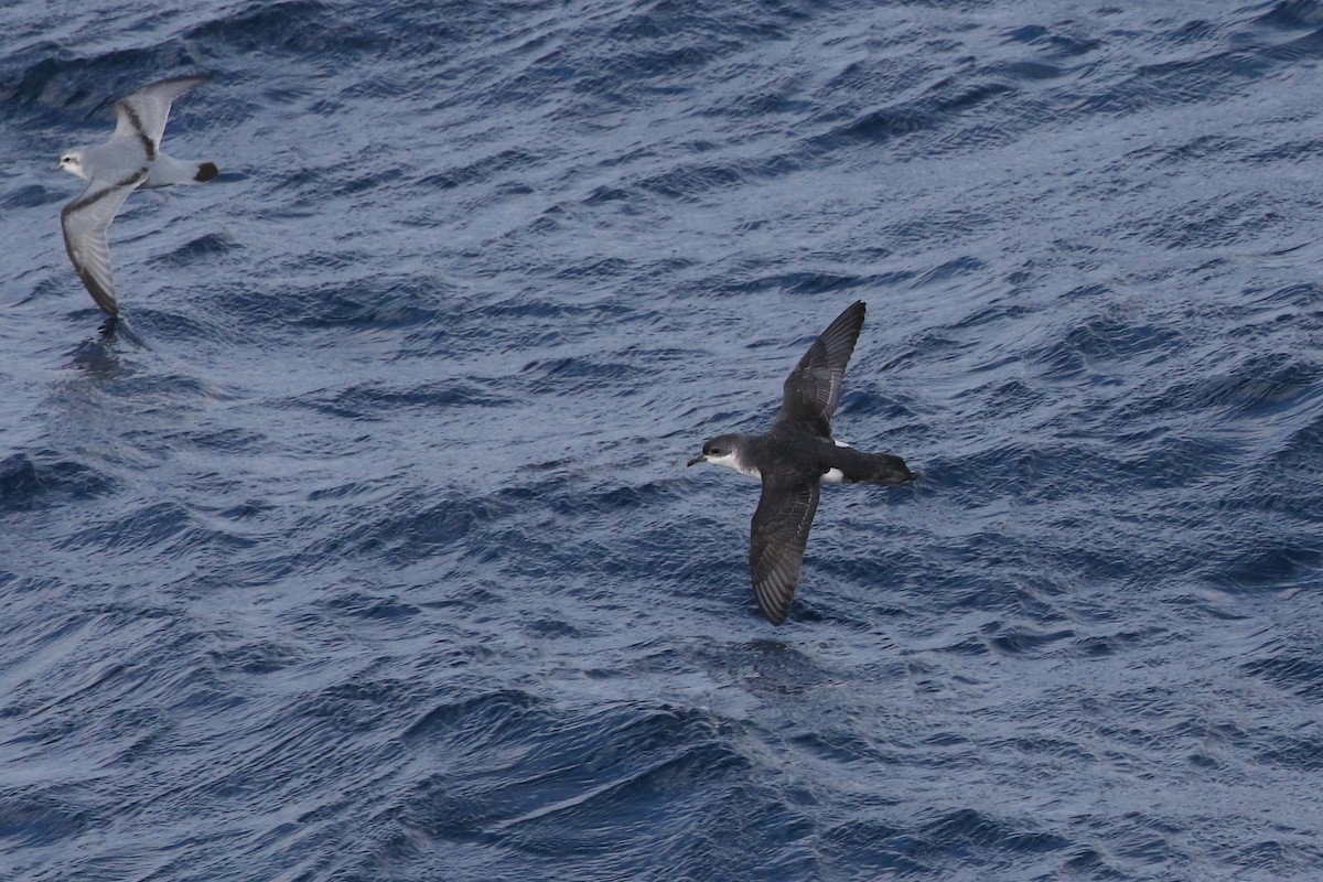 Subantarctic Shearwater - ML316513271