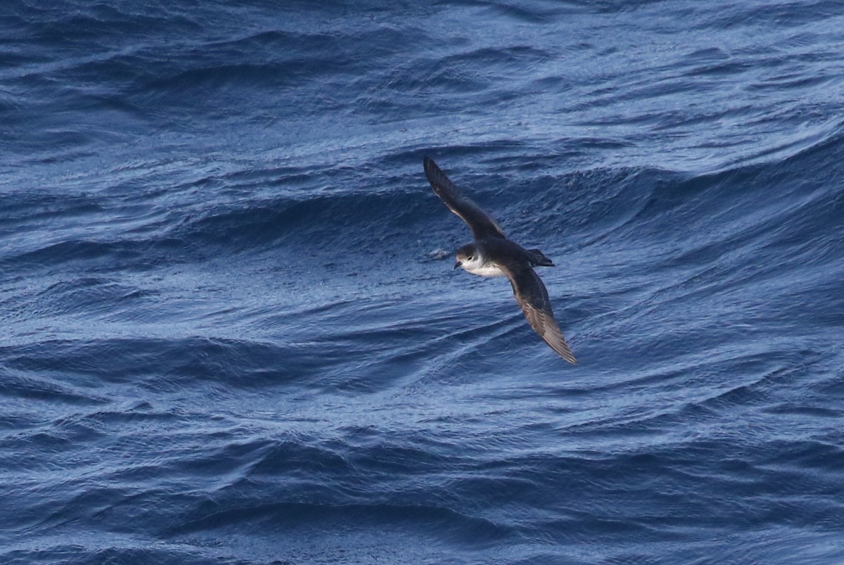 Subantarctic Shearwater - ML316513921