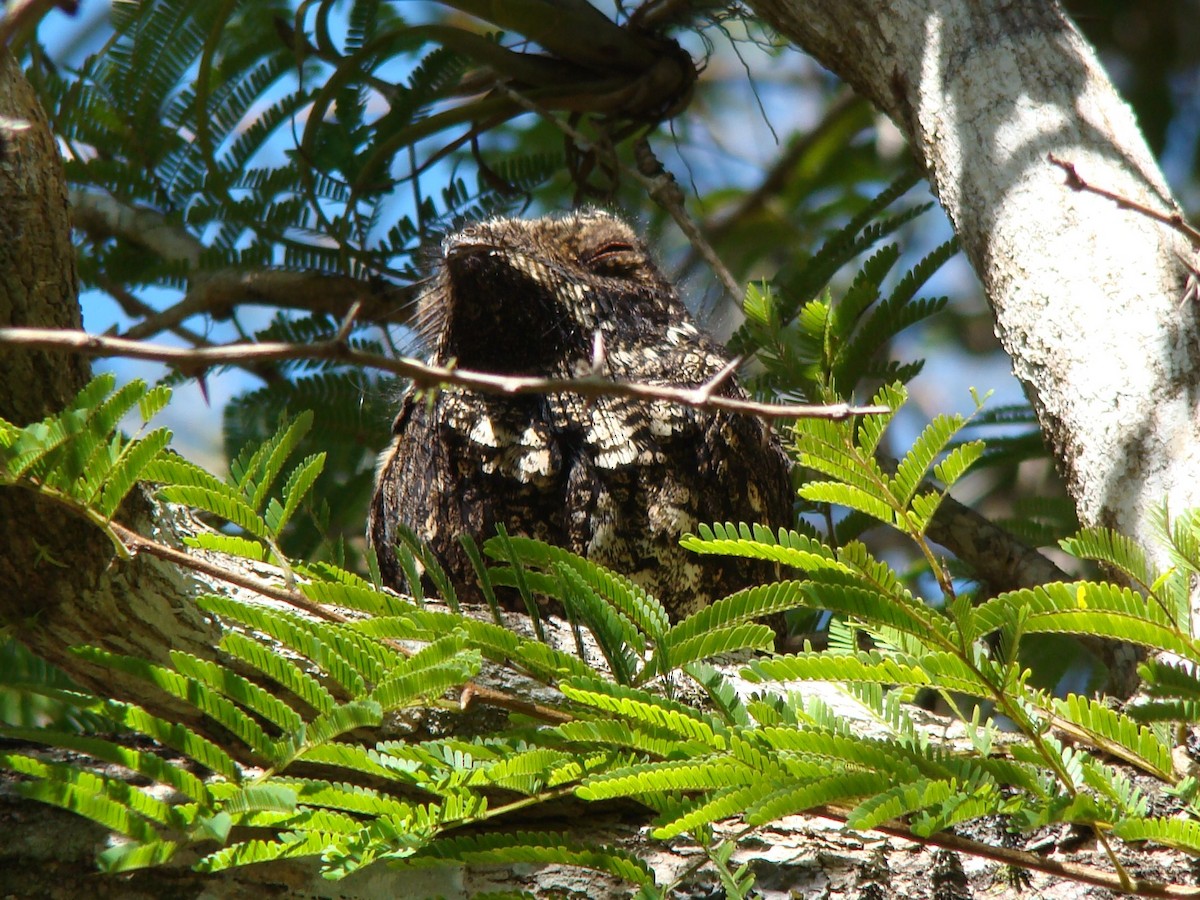 Cuban Nightjar - Jos Wanten