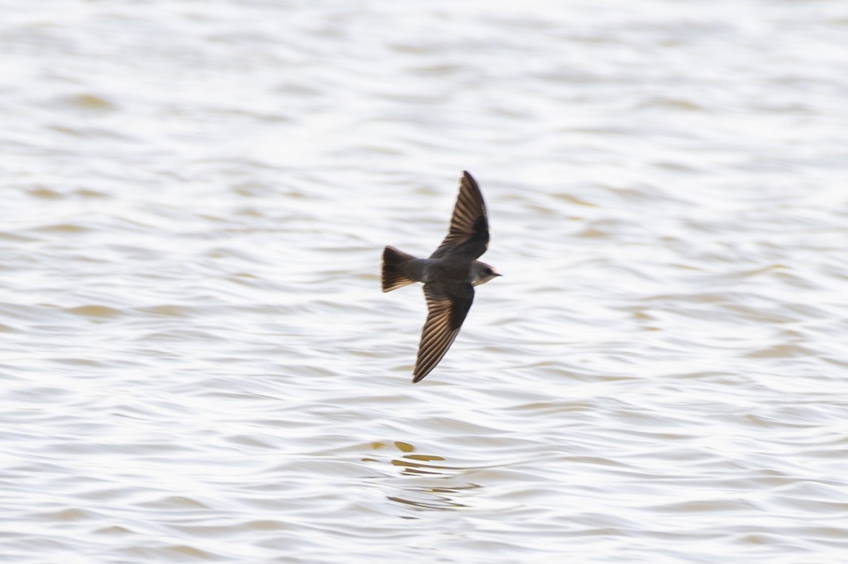 Northern Rough-winged Swallow - ML316515151