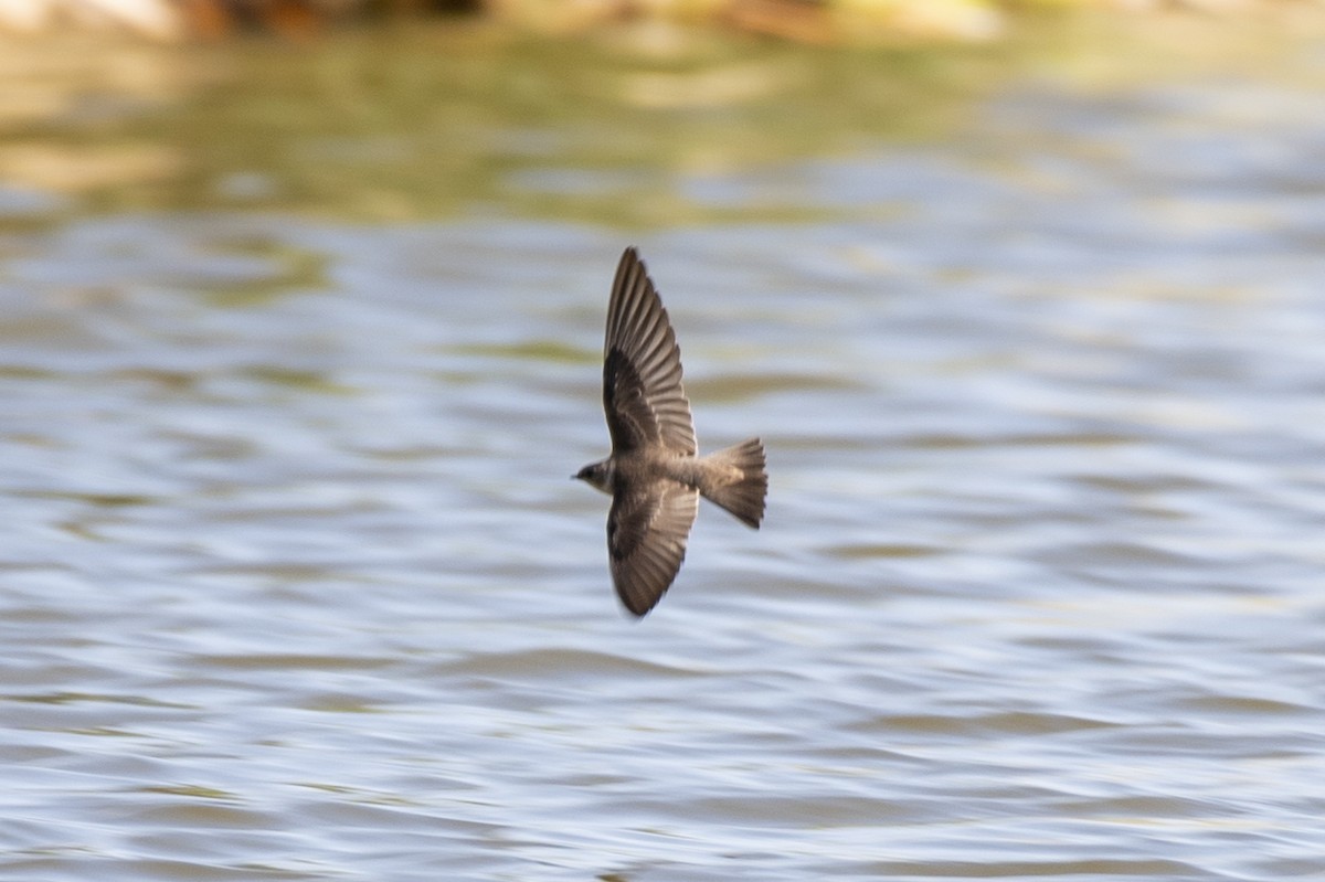 Northern Rough-winged Swallow - ML316515161