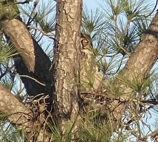 Great Horned Owl - ML316515431