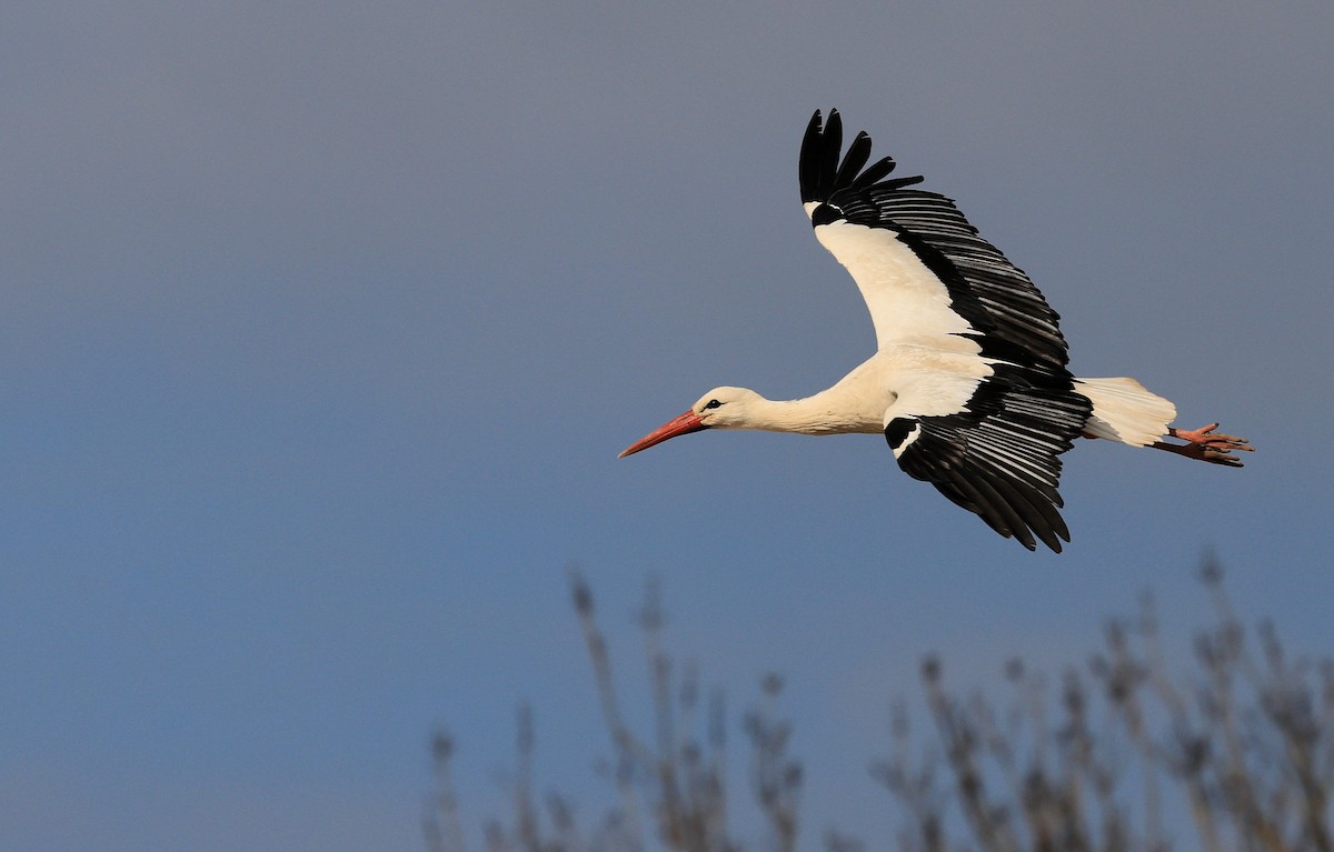 White Stork - ML316516551