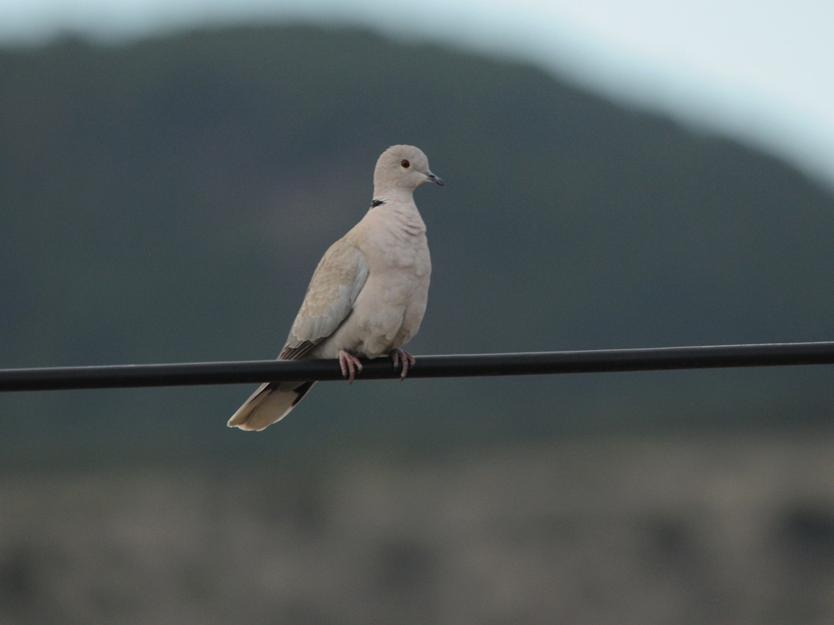 Eurasian Collared-Dove - ML316517151