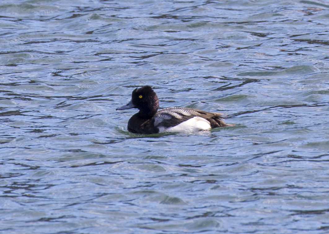 Lesser Scaup - ML316518231