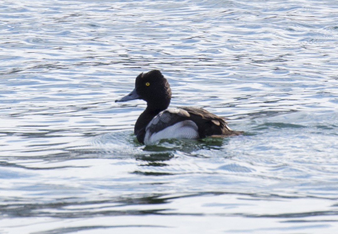 Lesser Scaup - ML316518241