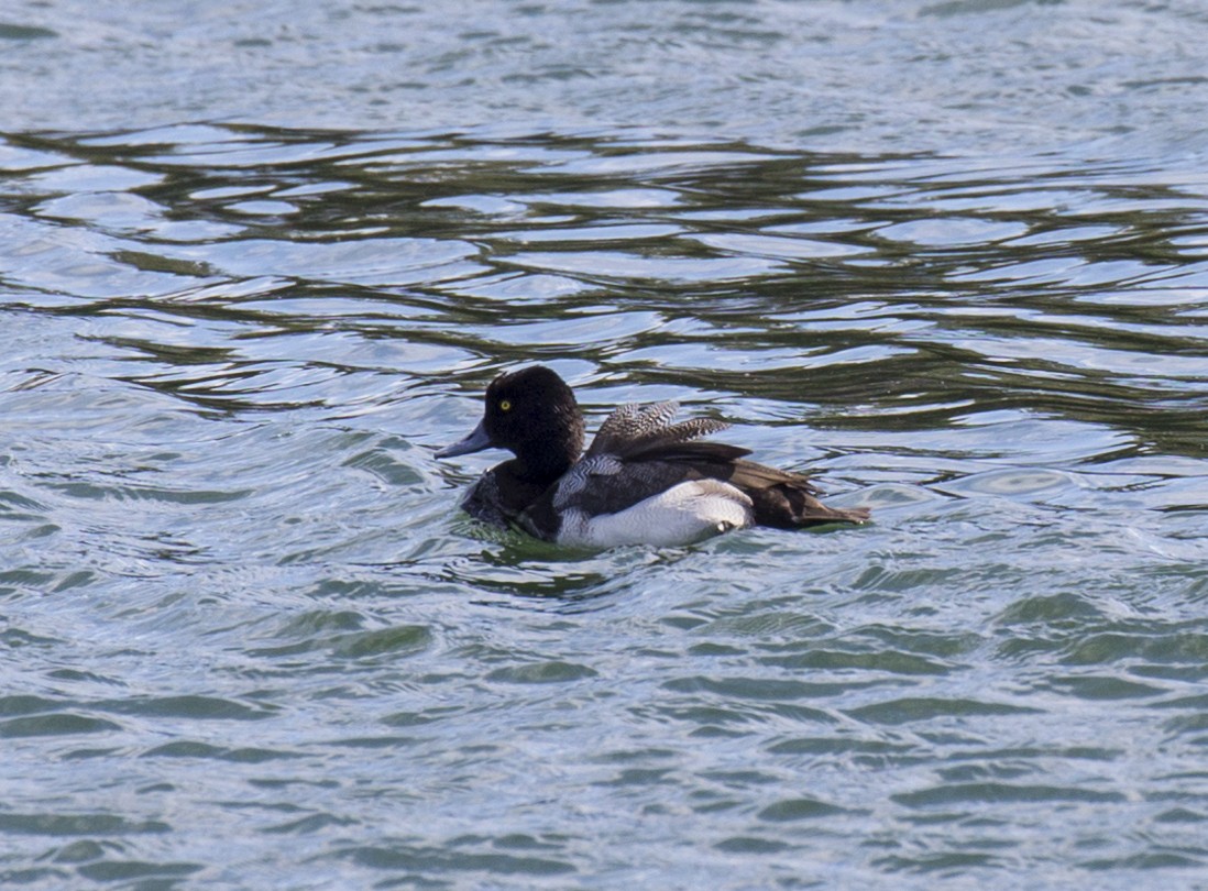 Lesser Scaup - ML316518251