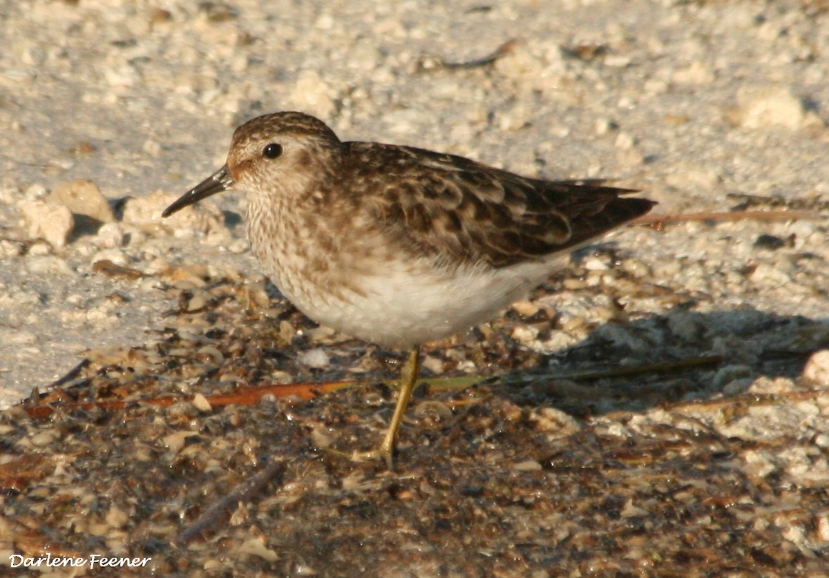 Least Sandpiper - Darlene Feener