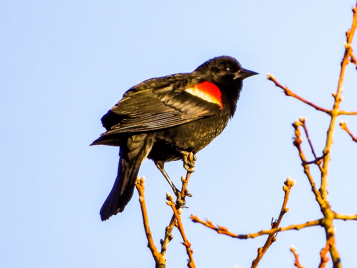 Red-winged Blackbird - ML316520111