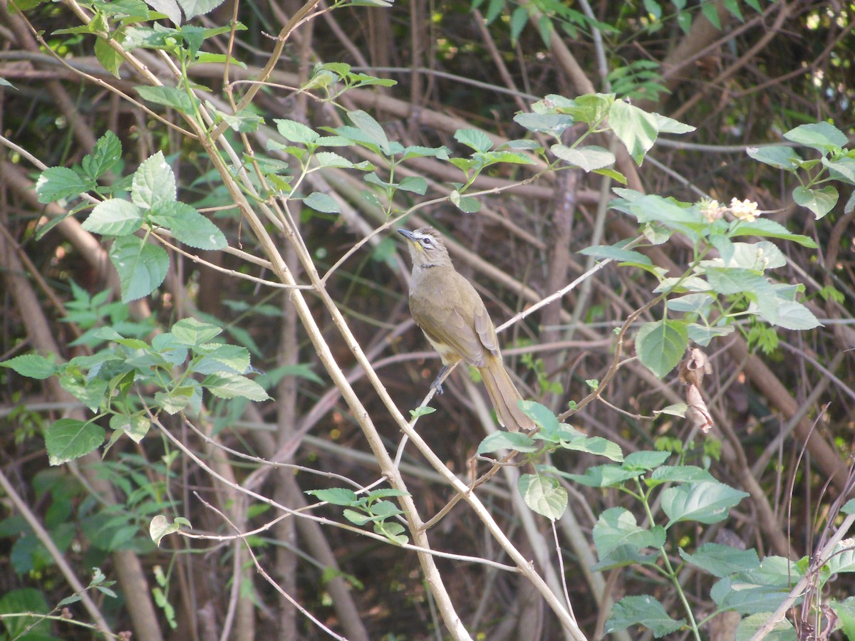 White-browed Bulbul - ML316520181