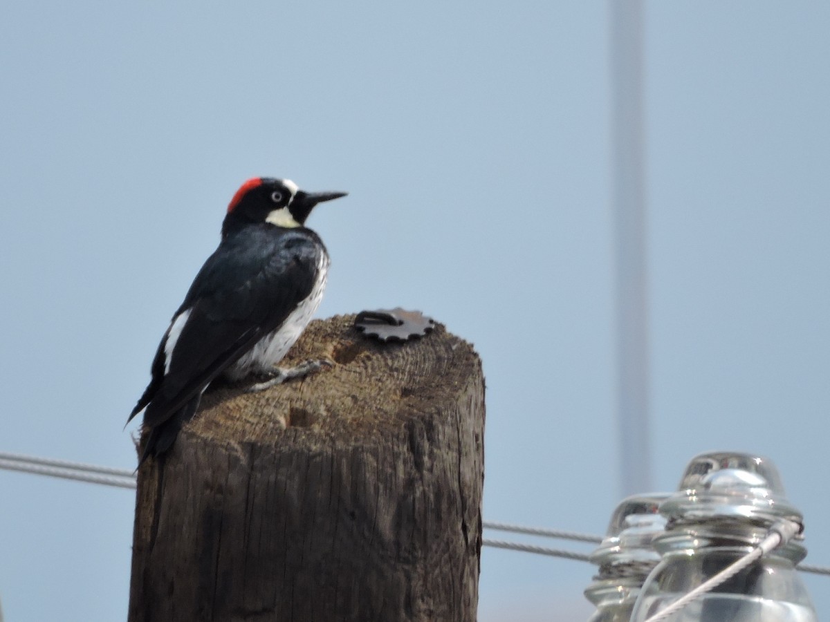 Acorn Woodpecker - Manuel Becerril González