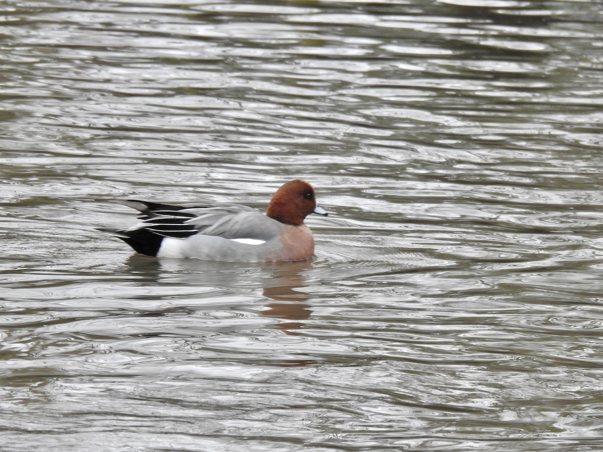 Eurasian Wigeon - ML316520621