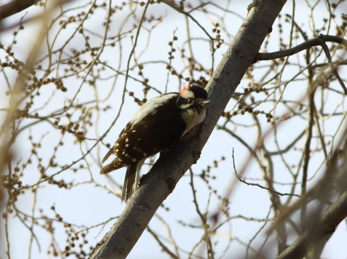 Downy Woodpecker - John Diener