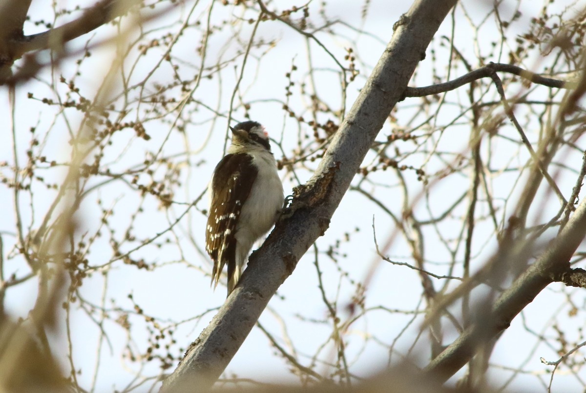 Downy Woodpecker - ML316520761