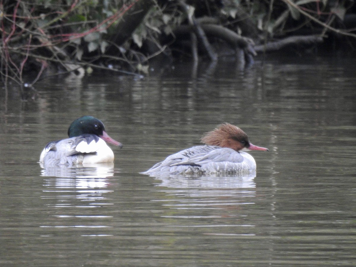 Крех великий (підвид merganser/orientalis) - ML316520971