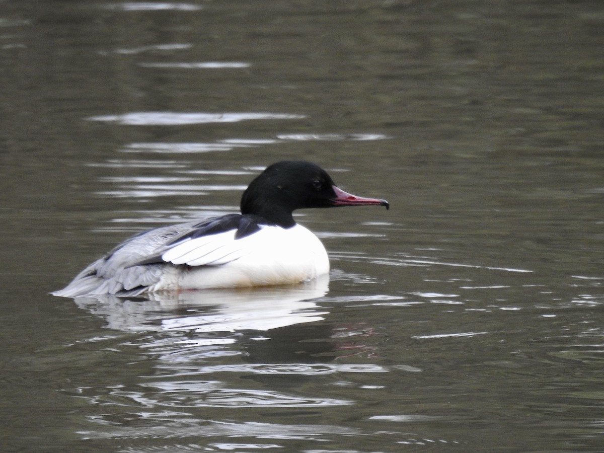 川秋沙(merganser/orientalis) - ML316520991