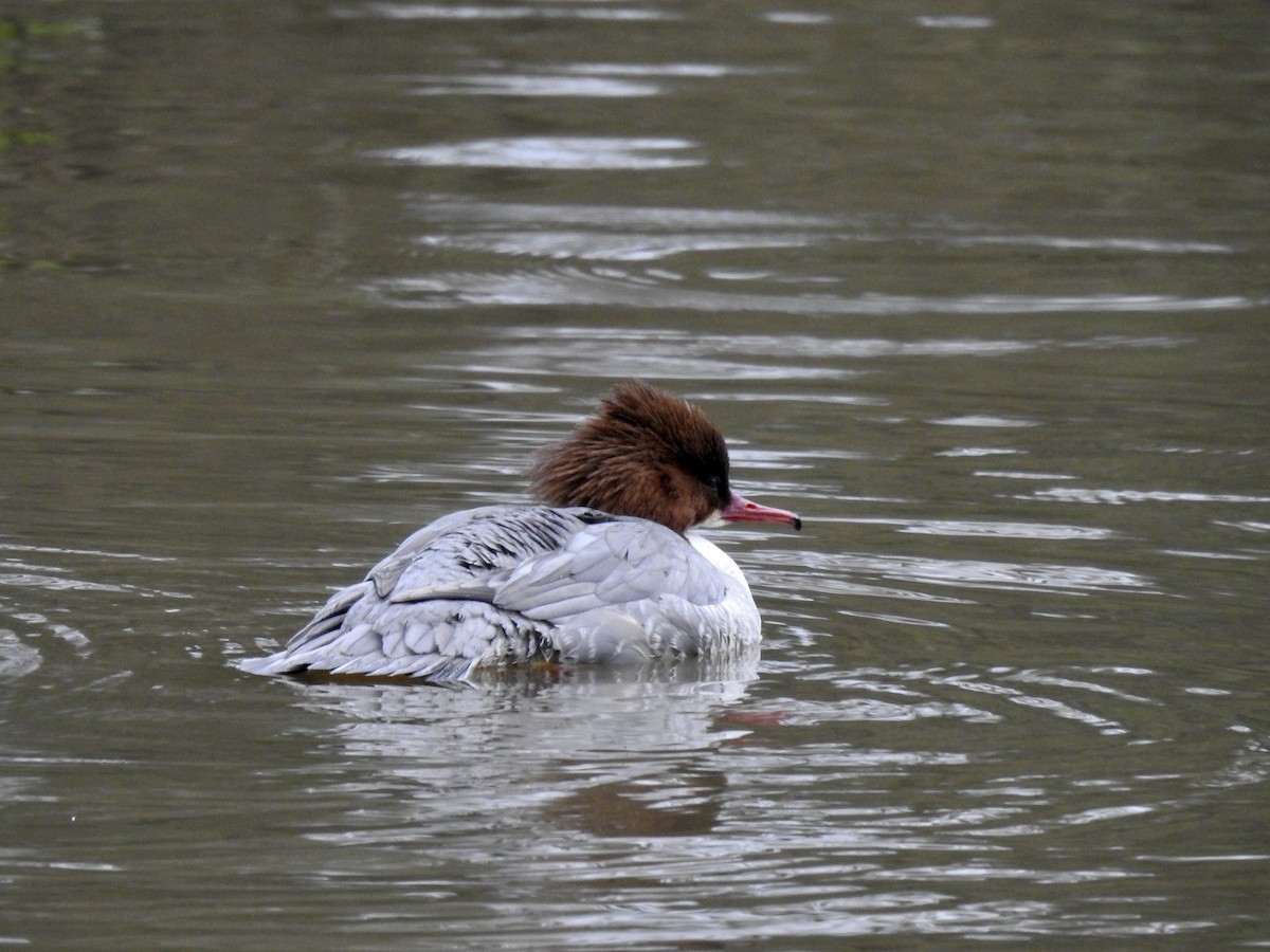 Common Merganser (Eurasian) - ML316521021