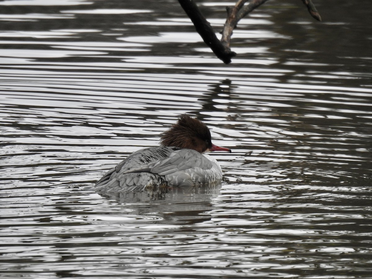 川秋沙(merganser/orientalis) - ML316521041