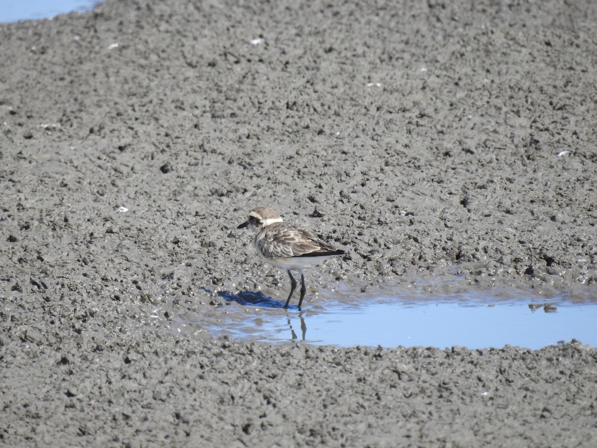 Kittlitz's Plover - ML316521161