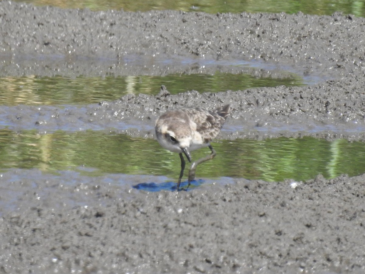 Kittlitz's Plover - Alastair Newton