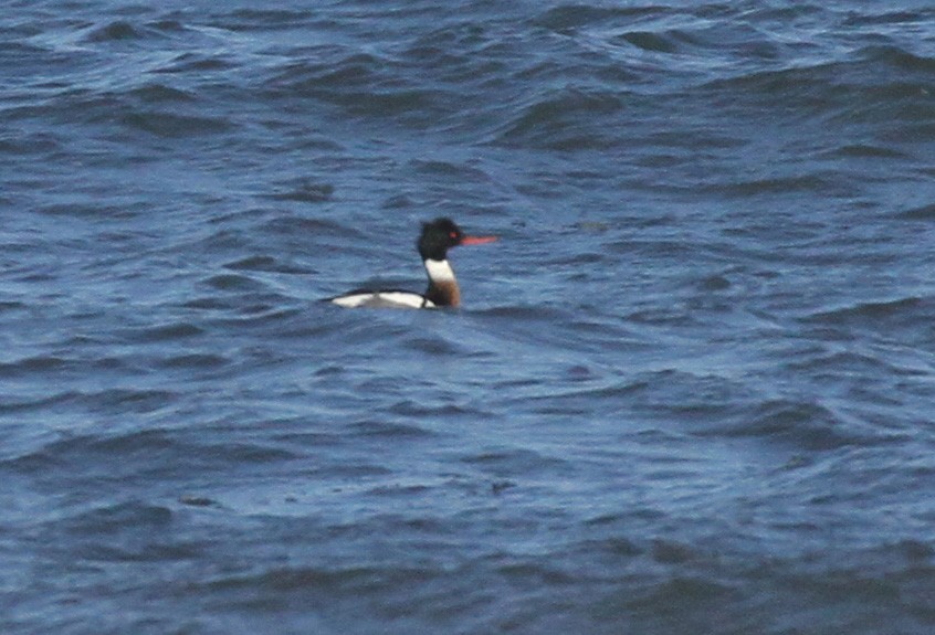 Red-breasted Merganser - ML316523731