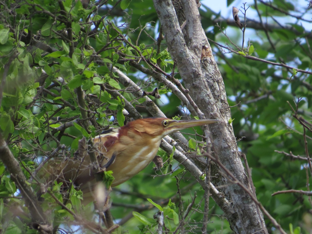 Least Bittern - John Yochum