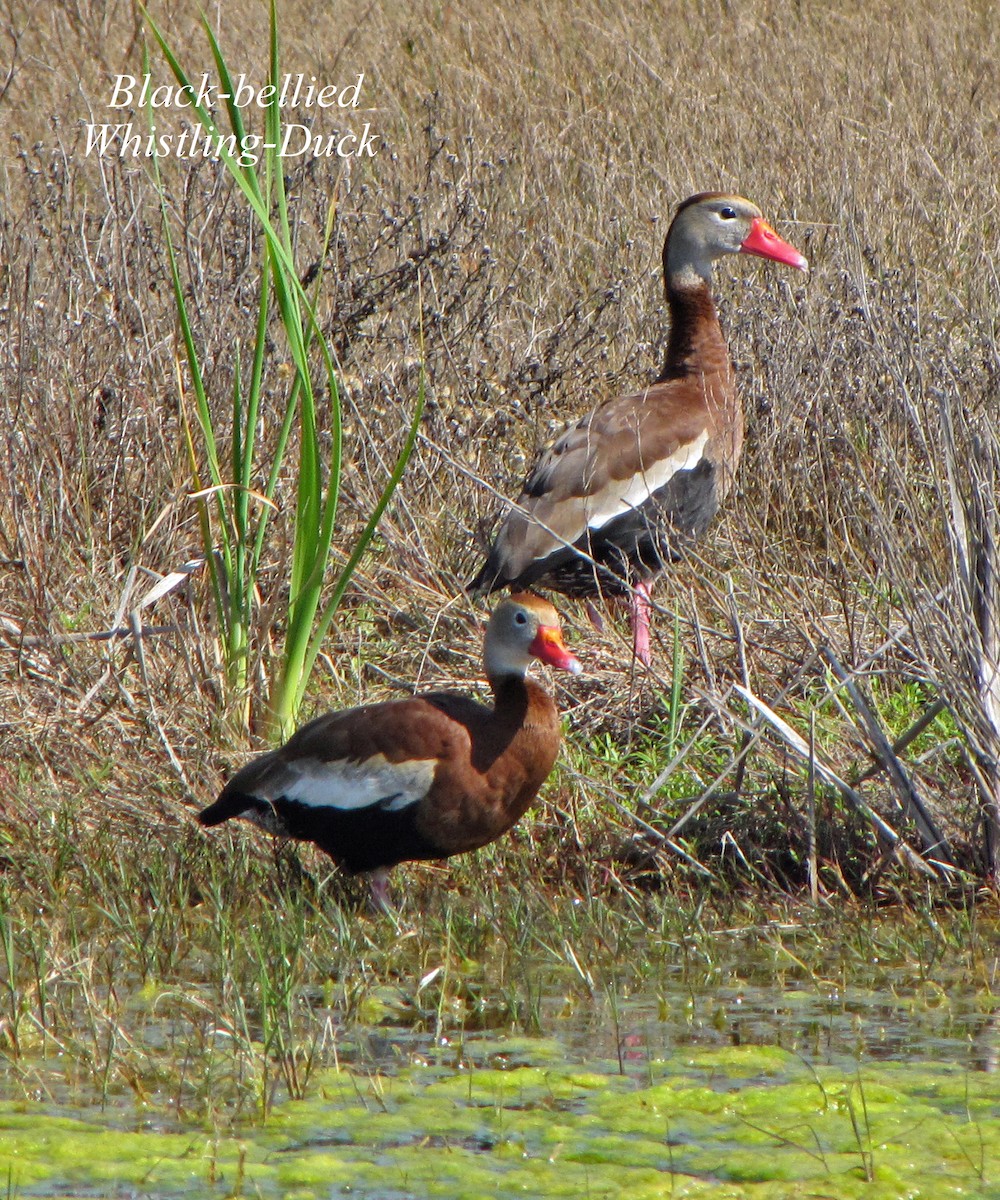 Dendrocygne à ventre noir - ML316526801