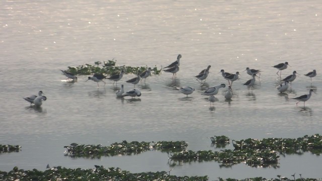 Avoceta Común - ML316526841