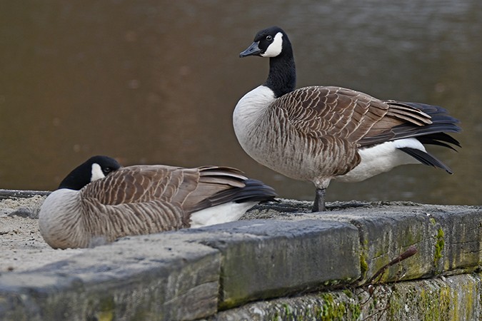 Canada Goose - ML316528571