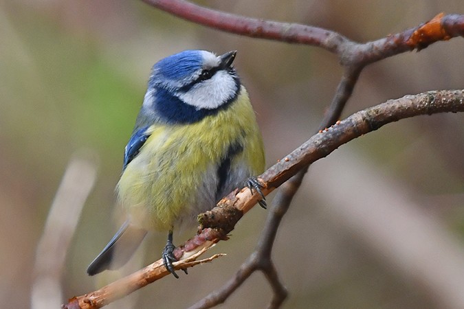 Eurasian Blue Tit - ML316528711