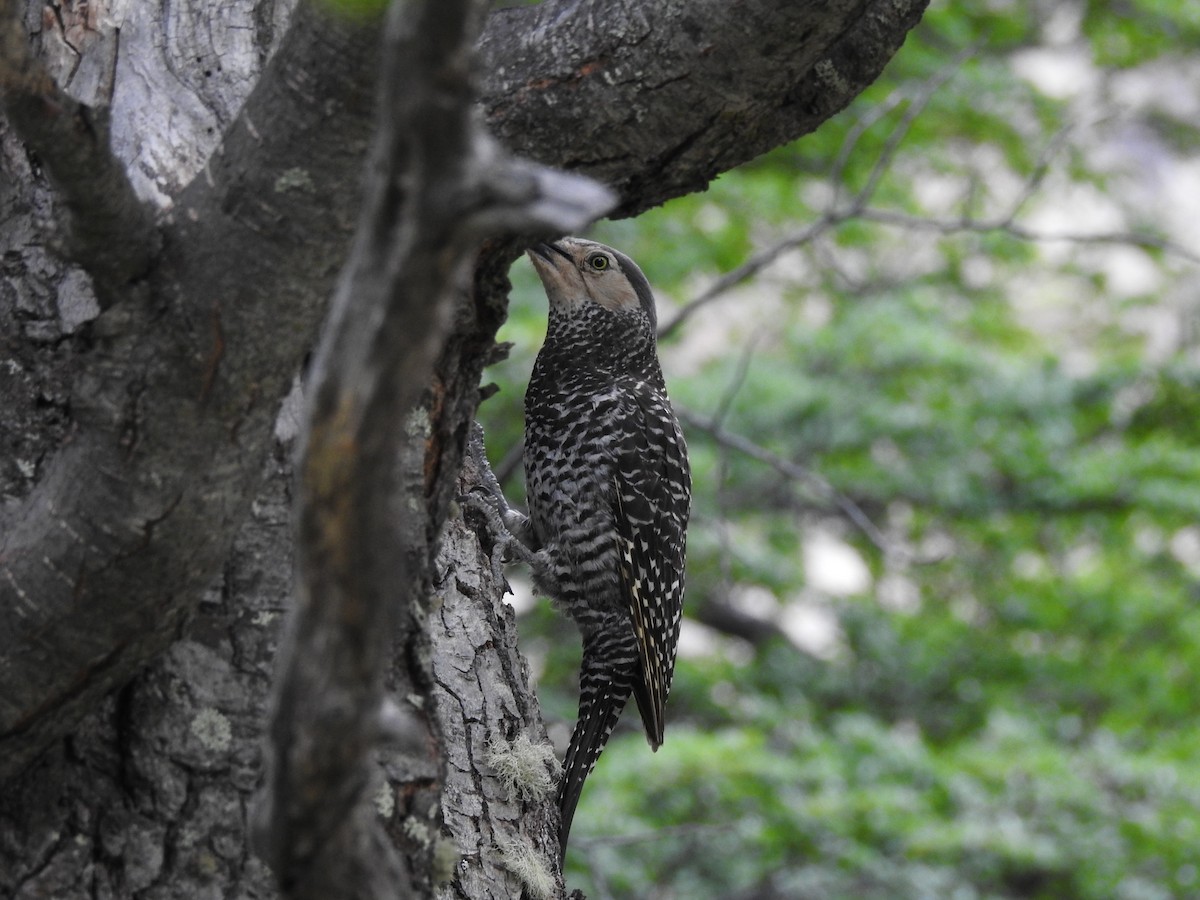 Chilean Flicker - ML316529481