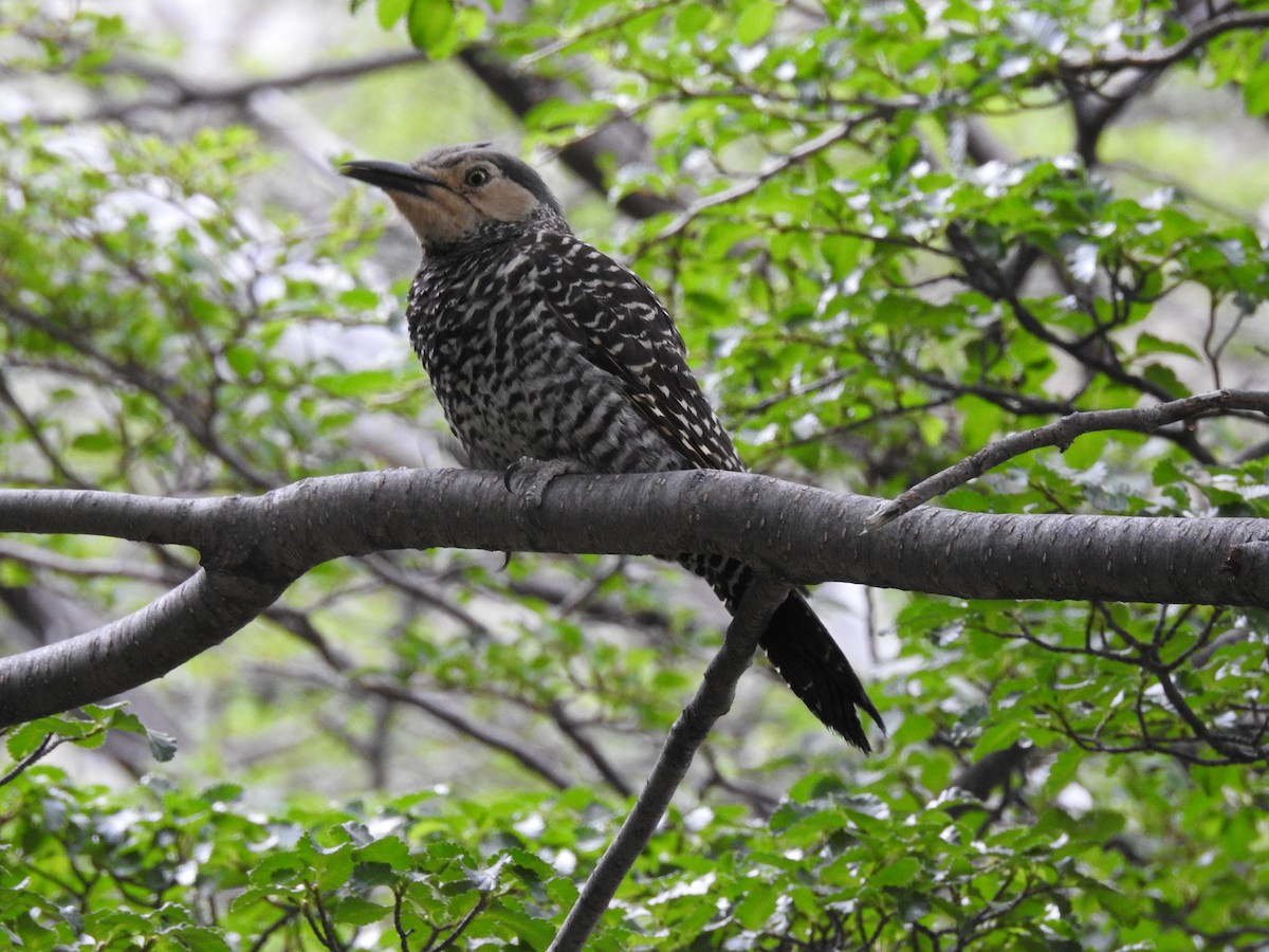 Chilean Flicker - ML316529501